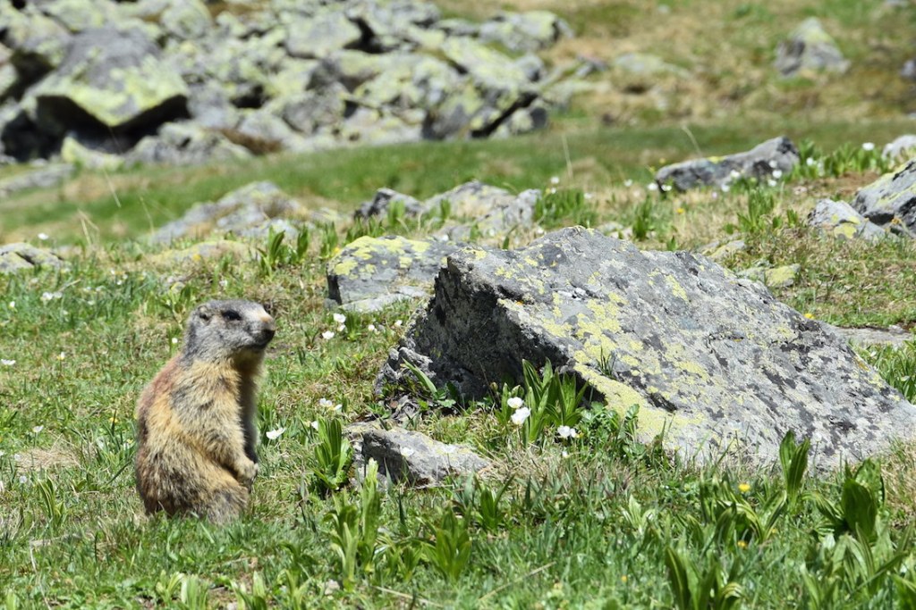 Alp Maranguns Murtera_Murmeli2