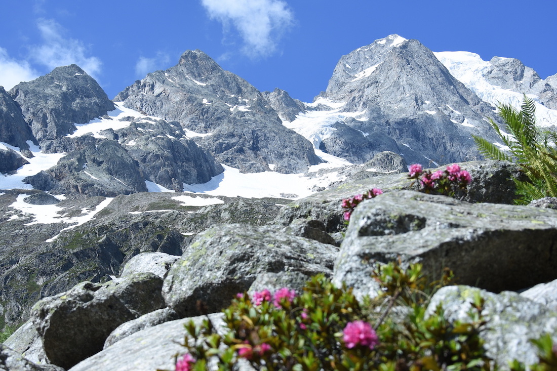 Wallis_Alpenrosen_2