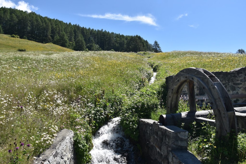 Bos-cha_Blumenwiesen