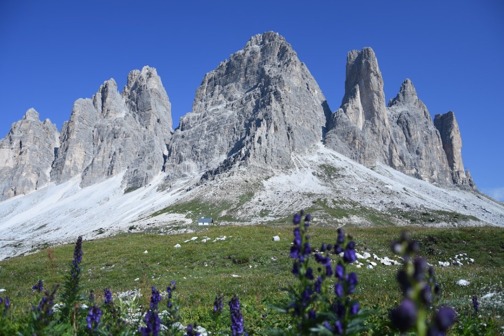 Dolomiten_Tre Cime_Blumen
