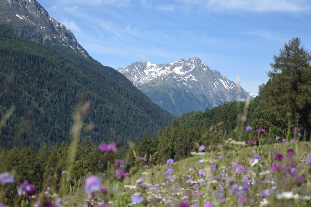 Von Ardez nach Bos-cha_Blumenwiesen