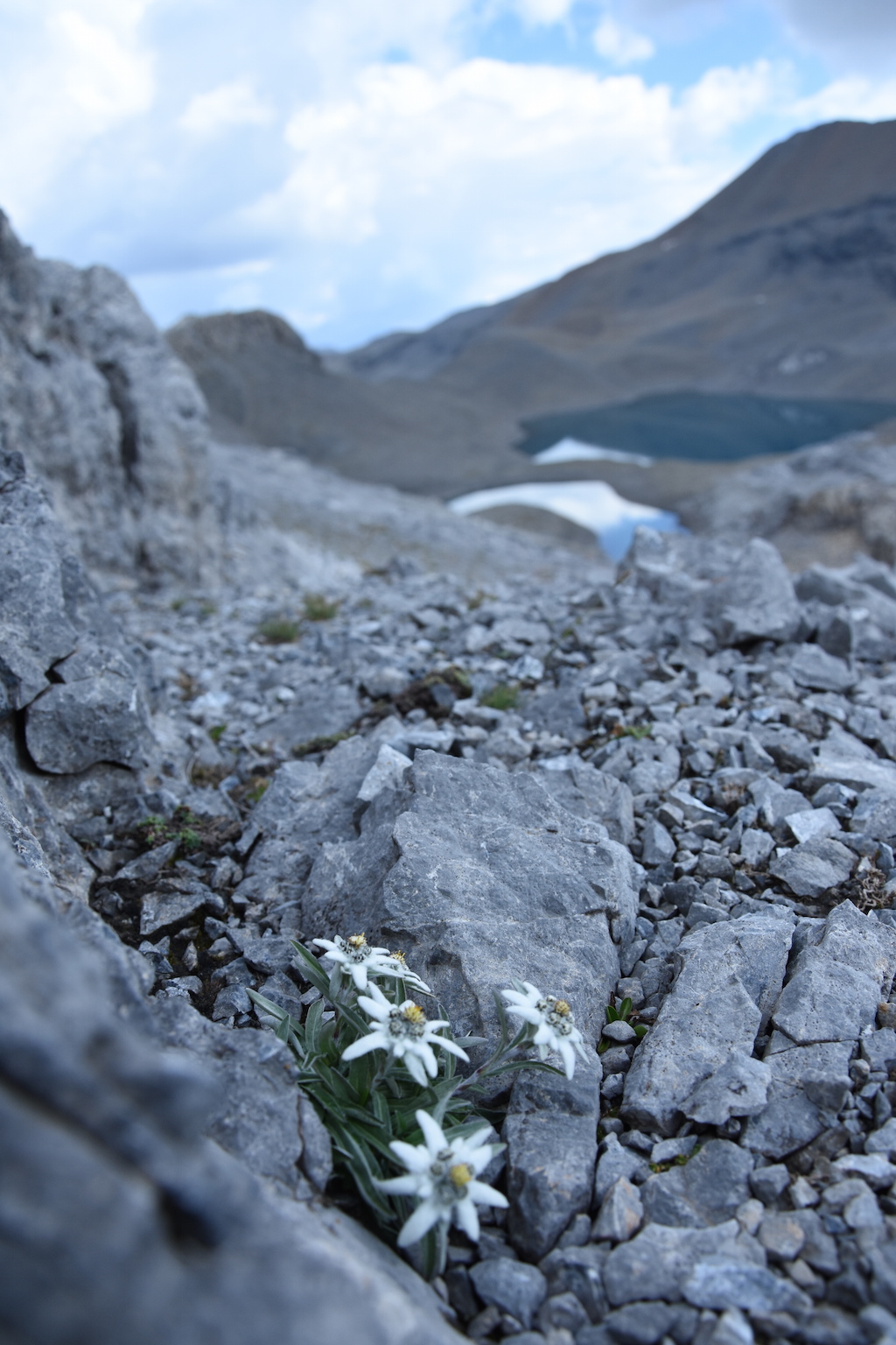 Wanderung zum Lajet da Lischana_Lais da Rims_Edelweiss
